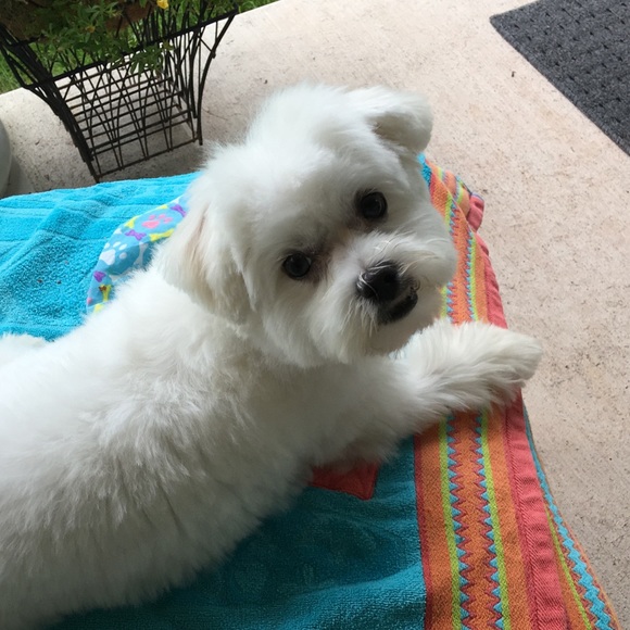 Here’s Mr. Maui! He’s always  with me Poshing! - Picture 7 of 8